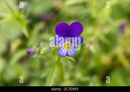 Fiore blu e giallo di Viola tricolore selvaggio conosciuto anche come Johnny Jump up, heartsease, la facilità del cuore, la gioia del cuore o il tickle-my-fantasia Foto Stock