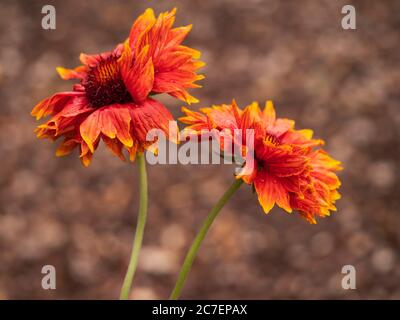 Closeup di due bellissimi fiori di coperta di Gaillardia Tokajer arancione e giallo in un giardino Foto Stock