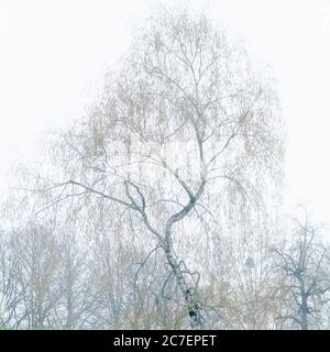 Albero curvo con foglie secche coperte di nebbia durante il giorno. Paesaggio nel Brabante Fiammingo, Belgio Foto Stock