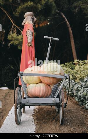 Colpo verticale di zucche in una carriola da giardino con un lo scarrecrow sfocato vicino al giardino Foto Stock