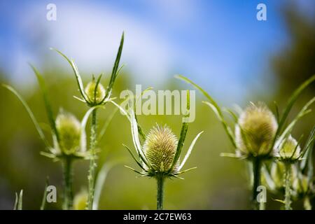 Verde tistola selvaggia in prateria. Natura selvaggia. Fiori di prato Foto Stock