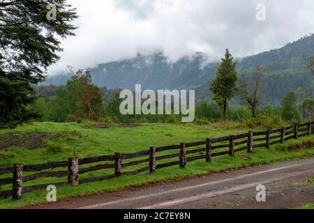 Alberi nella Riserva biologica Huilo Huilo Foto Stock