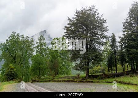 Alberi nella Riserva biologica Huilo Huilo Foto Stock
