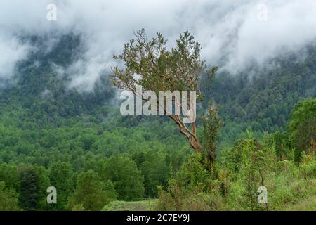 Alberi nella Riserva biologica Huilo Huilo Foto Stock