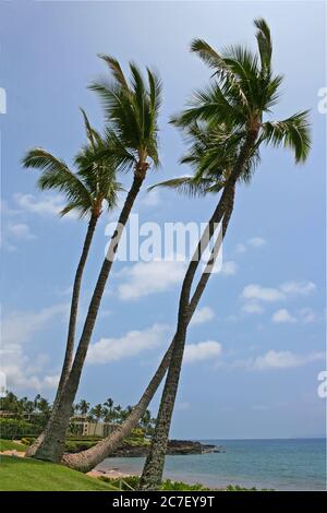 Quattro palme che soffiano nel vento sulla riva meridionale di Maui, Hawaii. Foto Stock