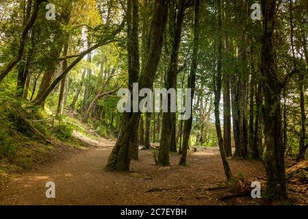 Alberi nella Riserva biologica Huilo Huilo Foto Stock