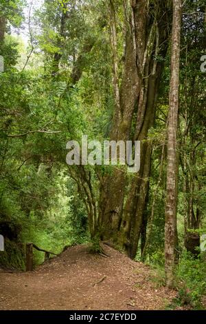 Alberi nella Riserva biologica Huilo Huilo Foto Stock