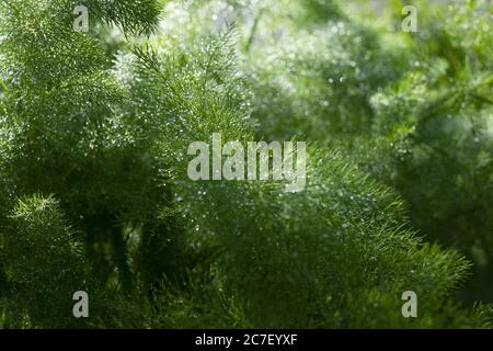 Colpo di closeup di gocce d'acqua su un albero di pino a. giorno con sfondo sfocato Foto Stock