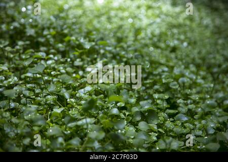 Bellissimo scatto di gocce d'acqua su piante con sfondo sfocato, ottimo per uno sfondo Foto Stock