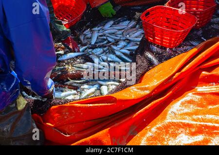 Cattura di sardine oceaniche . I pescatori ordinano le catture . Pesce appena pescato Foto Stock