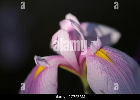 Closeup selettivo di un bellissimo fiore di iris con petali viola Foto Stock