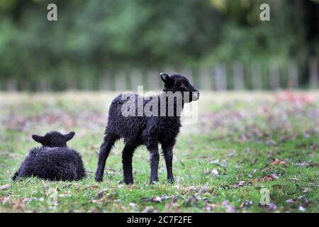 Colpo orizzontale di due piccoli agnelli neri ricoperti di lana spessa in Cornwall Park, Nuova Zelanda Foto Stock