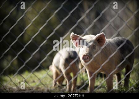 Colpo di closeup orizzontale di porco in un pascolo dietro il recinzione in una giornata di sole Foto Stock