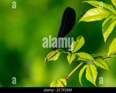 Damselfly di welwing di Ebony, calopteryx maculata, con i colori sbalorditivi in Ohio, Stati Uniti Foto Stock
