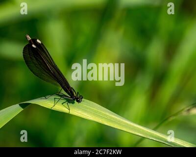 Damselfly di welwing di Ebony, calopteryx maculata, con i colori sbalorditivi in Ohio, Stati Uniti Foto Stock