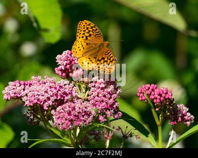 Grande farfalla fritta, Speyeria cybele, su palude milkweed in una prateria nativa in Ohio, Stati Uniti Foto Stock