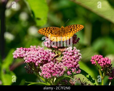 Grande farfalla fritta, Speyeria cybele, su palude milkweed in una prateria nativa in Ohio, Stati Uniti Foto Stock