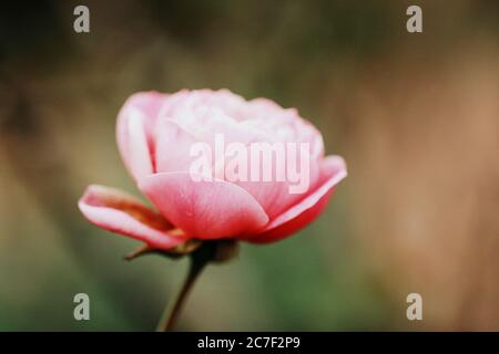 Fotografia a fuoco basso del fiore rosa nell'Auckland Botanic Giardini Foto Stock