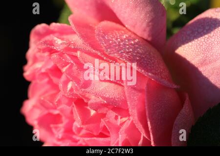 Primo piano di una bella rosa con petali viola e gocce di rugiada durante giorno Foto Stock