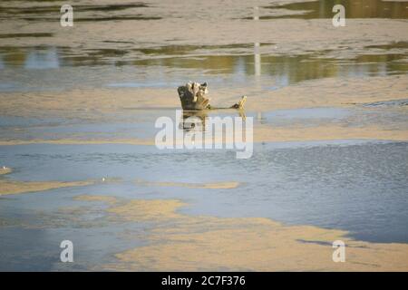 Colpo di closeup di un ceppo di albero rotto nell'acqua Foto Stock