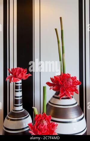 il fiore rosso nel vaso , sfondo bianco e nero Foto Stock