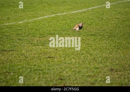 Pigeon che cammina su un campo di calcio con uno sfondo sfocato di giorno Foto Stock