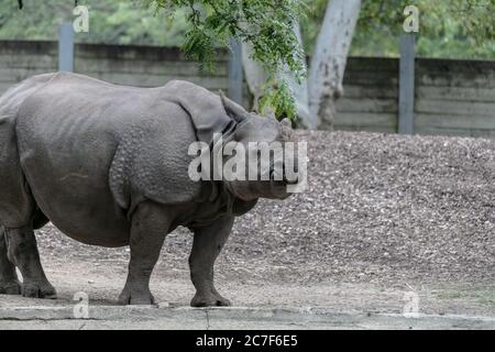 Rinoceronte indiano a piedi in un campo circondato da verde in lo zoo Foto Stock