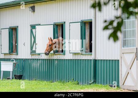 Testa di cavallo che si stacca dalla finestra alle scuderie. Foto Stock