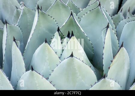 Agave Parryri Foto Stock