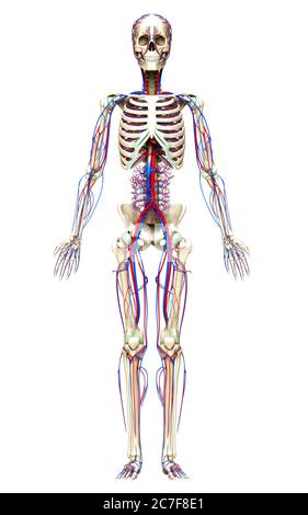 rappresentazione 3d con precisione medica del sistema circolatorio e scheletrico Foto Stock