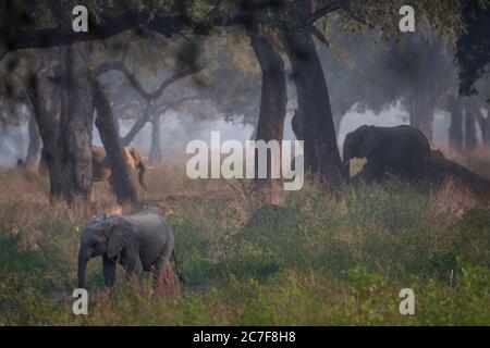 Gruppo di elefanti che camminano in una foresta vicino agli alberi con uno sfondo foggoso Foto Stock
