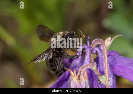 L'ape del carpentiere viola (Xylocopa violacea) raccoglie il nettare, Baden-Wuerttemberg, Germania Foto Stock