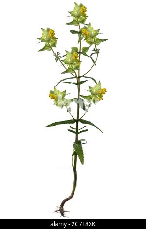 Grande rattolo giallo (Rhinanthus angustifolius), radice, fiore, foglie su sfondo bianco, Baviera, Germania Foto Stock