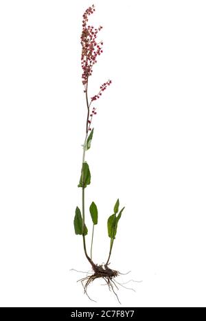 Comune di sorbetto (Rumex acetosa) su sfondo bianco, pianta con fiore e radice, Germania Foto Stock