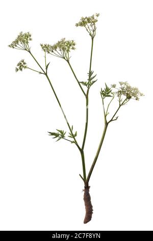 Prezzemolo di vacca (Anthrisco sylvestris) su sfondo bianco, pianta con fiore e radice, Germania Foto Stock