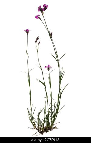 Legno rosa (Dianthus sylvestris) su sfondo bianco, Germania Foto Stock