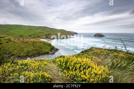 Lupini gialli (Lupin luteus) sulle scogliere, Allans Beach, la penisola di Otago, Dunedin, Nuova Zelanda Foto Stock