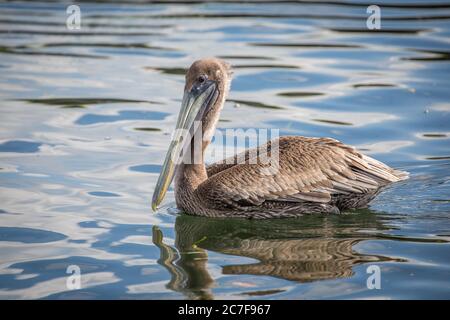 Il Pellicano marrone (Pelicanus occidentalis) galleggia sull'acqua, fiume di cristallo, Florida, Stati Uniti Foto Stock