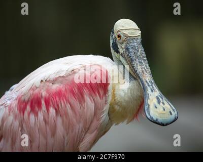 Palafe (Platalea ajaja), ritratto di animali, cattività, Homosassa Springs Wildlife Park, a Homosassa Springs, Florida, USA Foto Stock