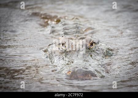 L'alligatore americano (Alligator missispiensis) guarda dall'acqua, ritratto di animali, Myakka River state Park, vicino a Sarasota, Florida, USA Foto Stock