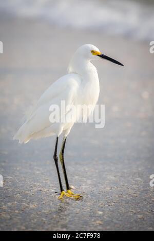 Piccola garzetta (Egretta garzetta) sulla spiaggia, Longboat Key, Florida, Stati Uniti Foto Stock