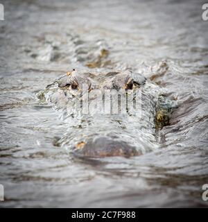 L'alligatore americano (Alligator missispiensis) guarda dall'acqua, ritratto di animali, Myakka River state Park, vicino a Sarasota, Florida, USA Foto Stock