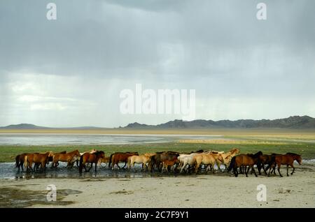 Mandria di cavalli che camminano vicino al lago di Gobi, Mongolia Foto Stock