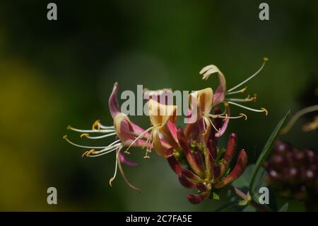 Primo piano di un fiore di caprifoglio "Lonicera" su uno sfondo morbido Foto Stock