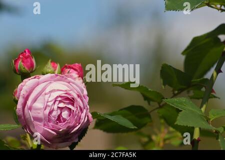 rosa rosa estivo e foglie su un cielo soffice e un giardino Foto Stock