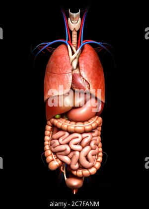 rappresentazione 3d con precisione medica degli organi interni Foto Stock