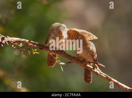 Coppia di uccelli Jungle Babbler arroccati su un ramo di albero nel Parco Nazionale di Ranthambhore, India Foto Stock