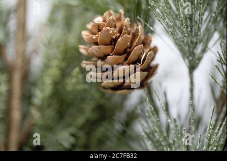 Primo piano fuoco selettivo di un acorno su un abete albero in un campo invernale Foto Stock