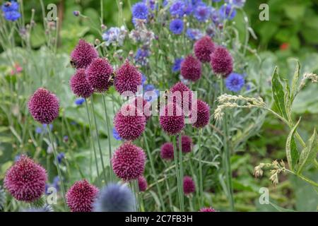 I bastoncini di arborea viola o Allium sfaerocephalon visti con altre piante in fiore estate nel giardino nel mese di luglio. Foto Stock