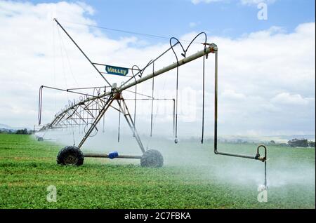 Israele, Beit Shean Valley, Kibbutz Rupin, una linea di sprinkler mobili computerizzati questa linea avanza automaticamente grazie al feedback computerizzato che produce un Foto Stock